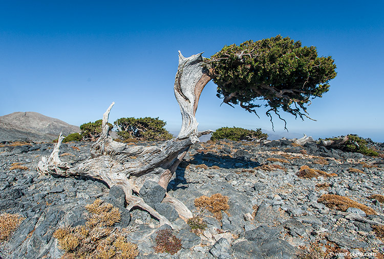 Cypress in the mountains -  click on the image to enlarge