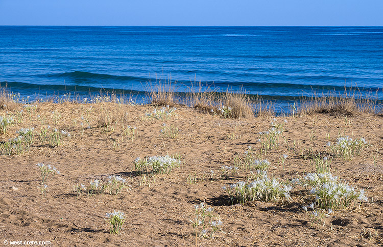 Sea daffodils by Stalos beach  -  click on the image to enlarge