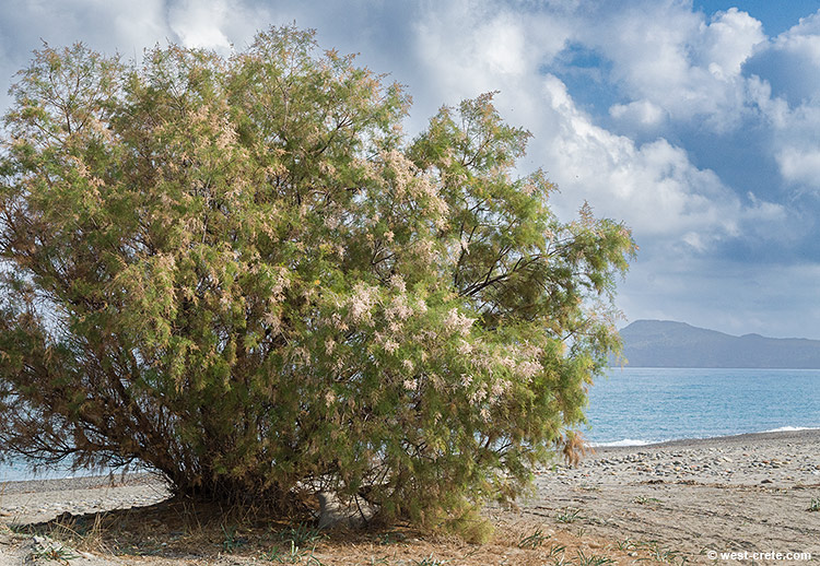 Flowering tamarisk - click on the image to enlarge Flowering tamarisk - click on the image to enlarge