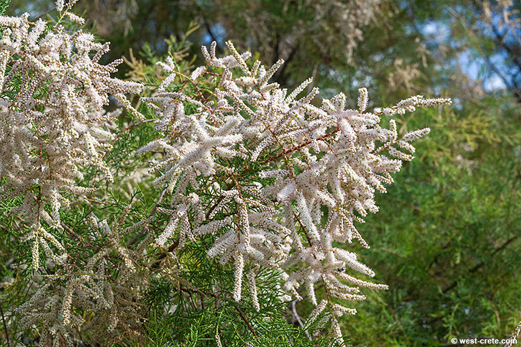 Tamarisk flowers - click on the image to enlarge Tamarisk flowers - click on the image to enlarge