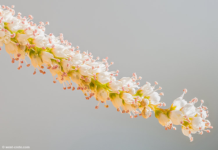 Close-up of a tamarisk flower - click on the image to enlarge Close-up of a tamarisk flower - click on the image to enlarge