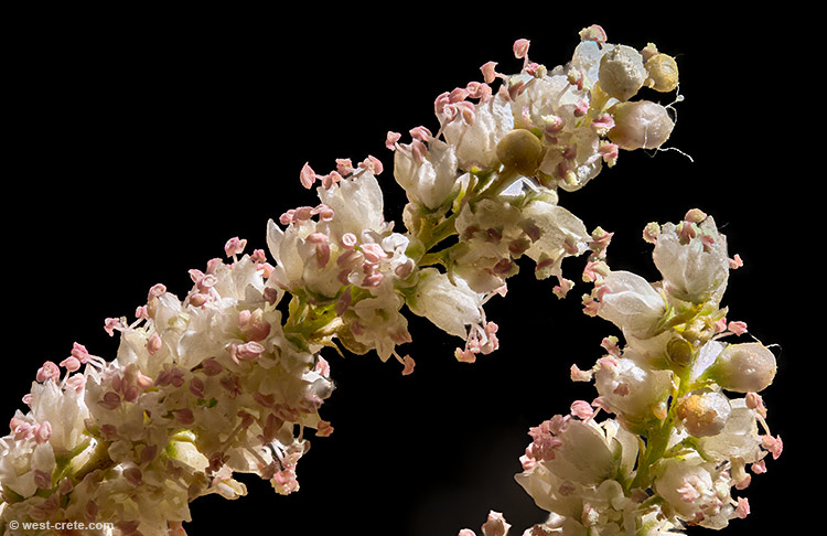 Tamarisk flowers close-up - click on the image to enlarge Tamarisk flowers close-up - click on the image to enlarge