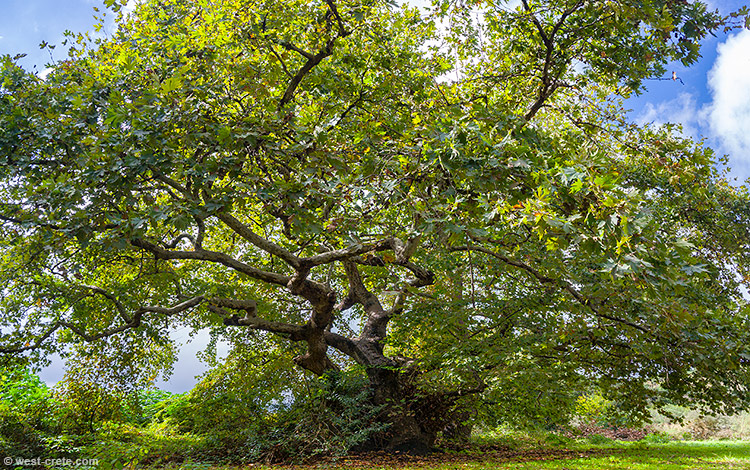 Plane tree - click on the image to enlarge Plane tree - click on the image to enlarge