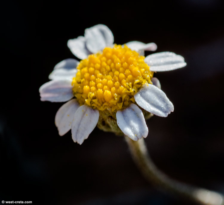 Anthemis glaberrima - click to enlarge