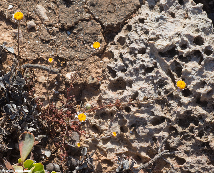 Anthemis glaberrima - click to enlarge