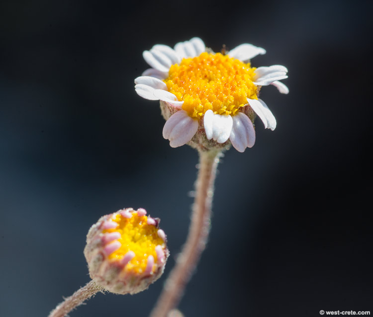 Anthemis glaberrima - click to enlarge