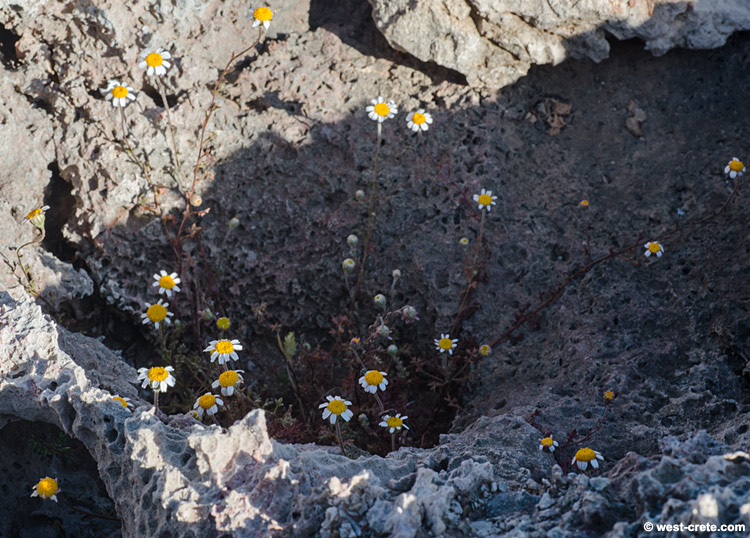 Anthemis glaberrima - click to enlarge