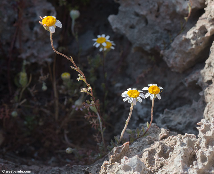 Anthemis glaberrima - click to enlarge