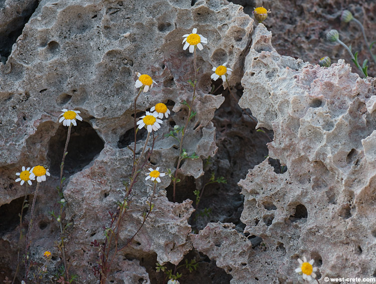 Anthemis glaberrima - click to enlarge