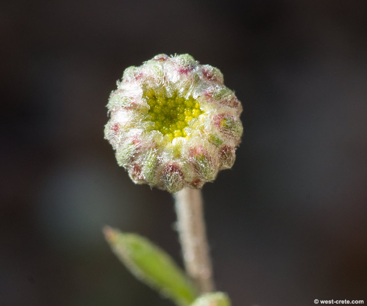 Anthemis glaberrima - click to enlarge