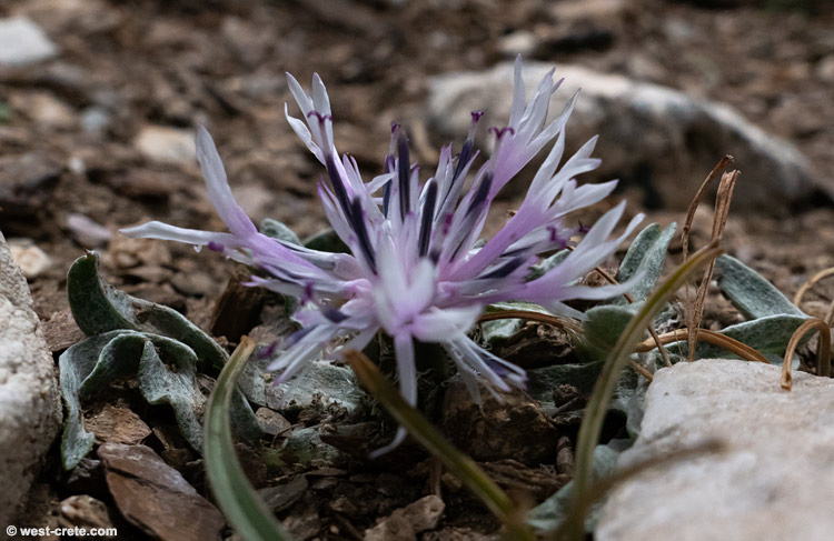 Centaurea baldaccii    - click to enlarge