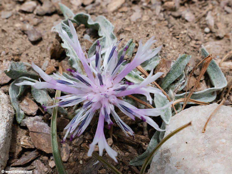 Centaurea baldaccii    - click to enlarge