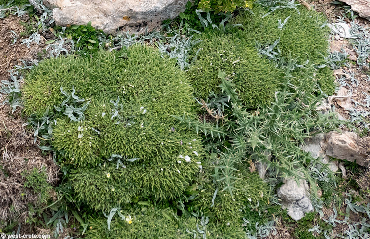 Centaurea baldaccii    - click to enlarge