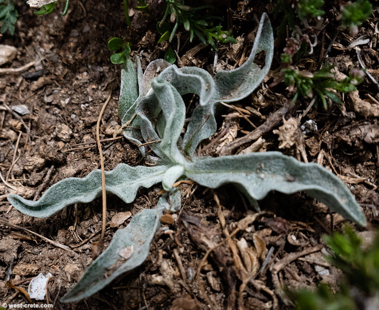 Centaurea baldaccii    - click to enlarge