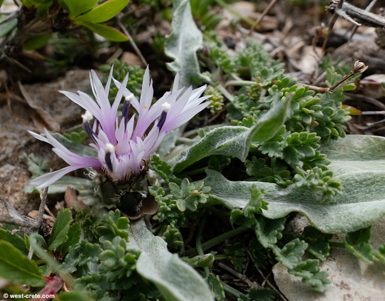 Centaurea baldaccii    - click to enlarge