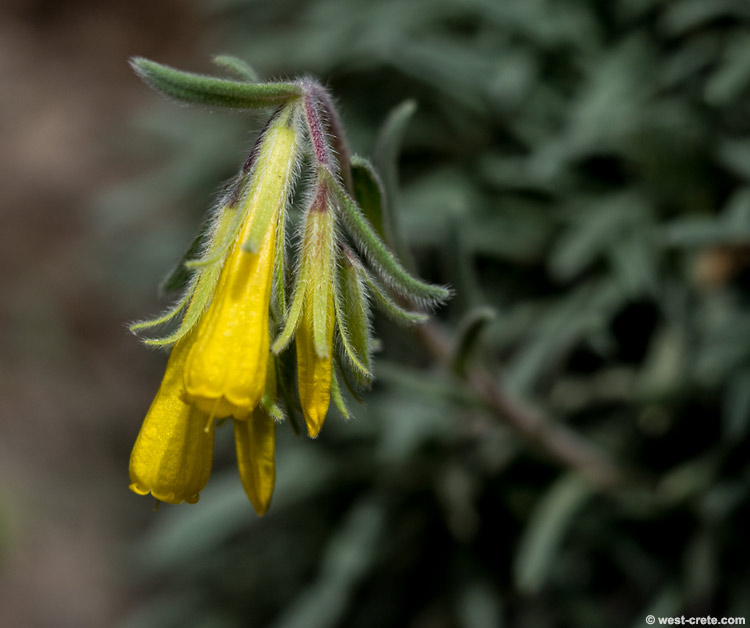 Onosma erectum - Click to enlarge