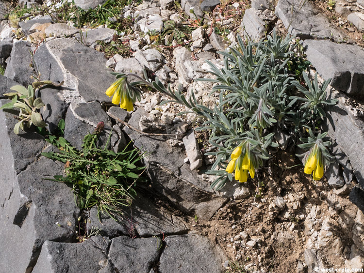 Onosma erectum - Click to enlarge