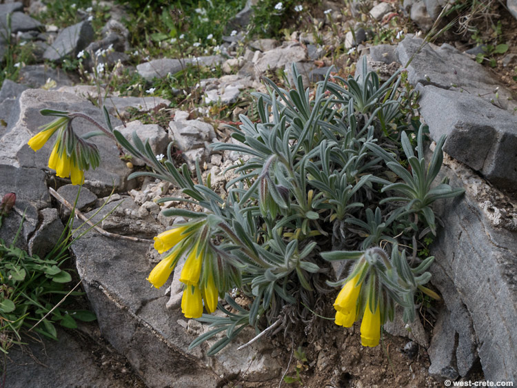 Onosma erectum - Click to enlarge