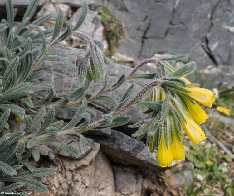 Onosma erectum - Click to enlarge