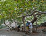 Plane trees at a rest stop in the gorge of Agia Irini