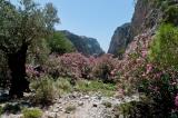 Late May and June is the best time to walk in the gorge of Aradena because the oleander is in full bloom