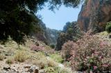 Late May and June is the best time to walk in the gorge of Aradena because the oleander is in full bloom
