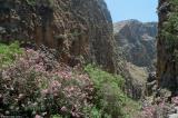Late May and June is the best time to walk in the gorge of Aradena because the oleander is in full bloom