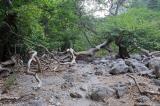 Planes trees in the gorge of Agia Irini