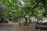 Plane trees at a rest stop in the gorge of Agia Irini
