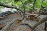 Plane trees at a rest stop in the gorge of Agia Irini