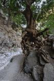 Roots of a plane tree that have been exposed by flood water in the winter.