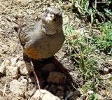 Alpine accentor in the mountains