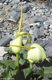 Cretan arum