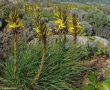 Asphodeline lutea