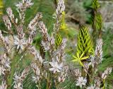 Asphodeline lutea and White asphodels