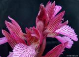 Butterfly orchid