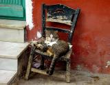 An old cat on an old chair