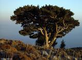 Cypress in evening light