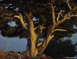 Cypress in evening light