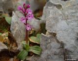 Four-spoted orchid