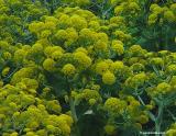 Giant fennel