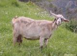 Goat in Elyros