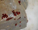 Ladybirds in the snow, Psiloritis