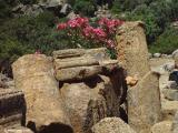 Temple ruins in Lissos near Sougia
