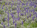 Lupins