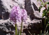 Orchid