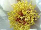 Paeonia clusii, an endemic peony growing in the mountains