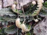 Ceterach officinarum