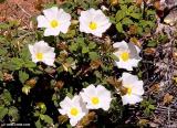 White rockrose, Akrotiri