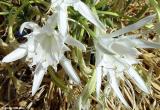 Sea daffodil (Pancratium Maritimum)